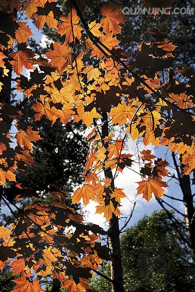 关于JAVA发送Https请求（HttpsURLConnection和HttpURLConnection）