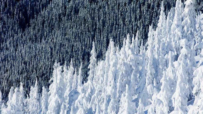 Chia正式网络水龙头免费领取XCH